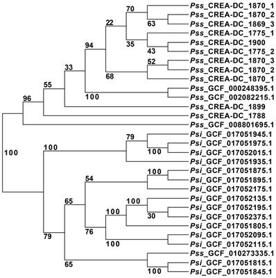 Analysis of Italian isolates of Pantoea stewartii subsp. stewartii and development of a real-time PCR-based diagnostic method